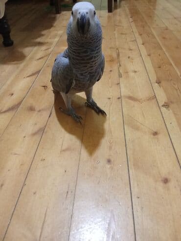 İtlər: Bala jako,danışmağa meyilliditam evcilmehriban quşdur .Uşaqlarla — 1