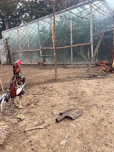 Quşlar: Hinduwka mayali yumurtalari Məhsul: Ağ hinduşka (erkək) GoRduYuNuZ — 7