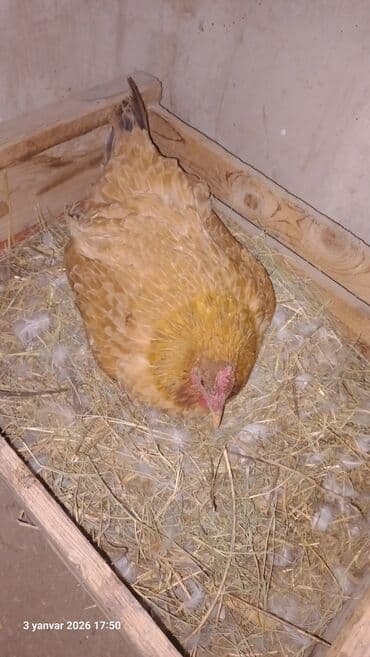 yumurtayan toyuq: Kurt qırt toyuq satılır çatdırmaq olar barter yoxdu dörd beş gundu — 2