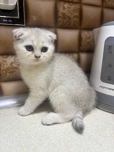 pişik ucun ev: Britan — 5