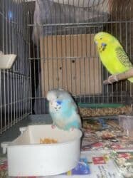 amerika devequsu haqqinda melumat: Bülbül (dalmatin naxışlı, mavi-ağ rəng çaları) – əhliləşdirilmiş — 5