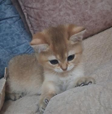 Gəmiricilər: Britan, Erkək, Dişi, Yaxşı əllərə, Ünvandan götürmə, Pulsuz çatdırılma, Ödənişli çatdırılma — 8