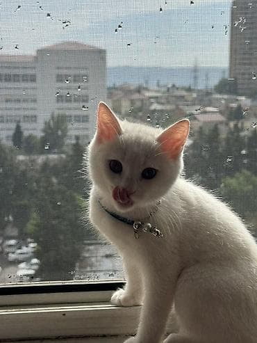 Pişiklər: Şotland, Erkək, Yaxşı əllərə — 2