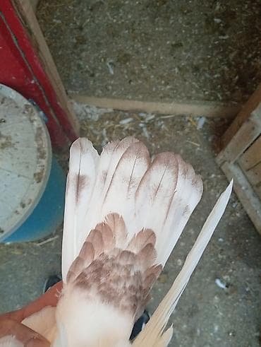 Göyərçinlər: Köm wekildekiler analaridi.balalar satiwdadi boyuk quw yox — 4