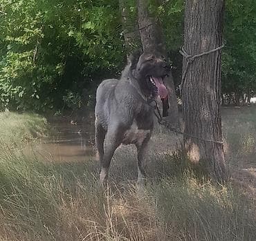 Gəmiricilər: Kanqal — 2