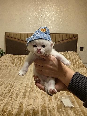 pisiy qabi: Britan — 3