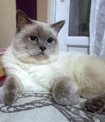 sirin pisikler: Şotland, Erkək — 6