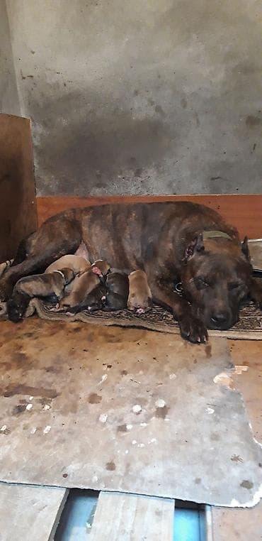 barter itle: Pitbul — 4