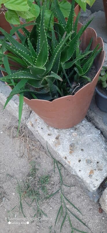 Деревья: Комнатные растения — 2