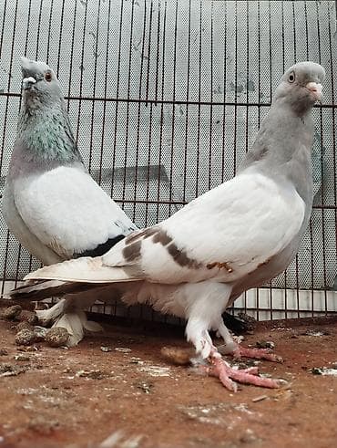 halep keçisi satilir: Təmiz Qan Takla Sağlamlamlıqlarına Cavabdehəm Real Alıcıya Endirim — 1