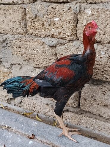 İtlər: Məhsul: Tovuq (xoruz balası) Təsvir: - İri bədən quruluşlu, uzunboy — 1