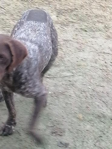 pulsuz heyvan: İtlər — 6