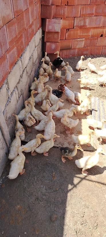 Satlıq pekin ordeyleri bir aylig 5 manat — 1
