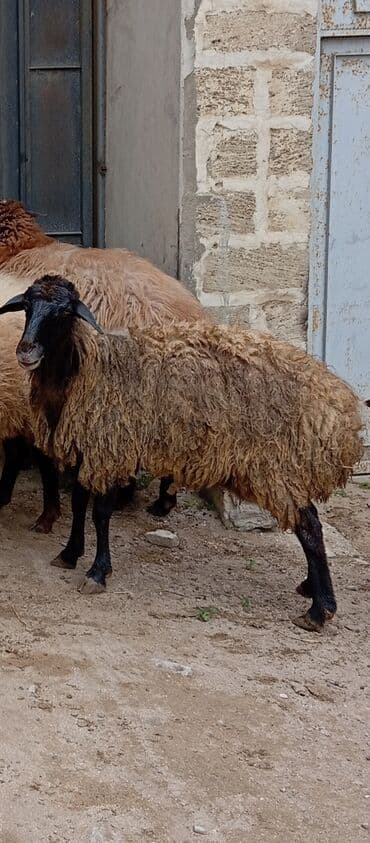 Dana, buzov: Salam ünvan Bakıin maştağa kendi obşi 6 baş heyvanlar 5 baş boğaz — 7