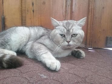 pisik cutlesdirilir: Qızıl şinşilla — 2