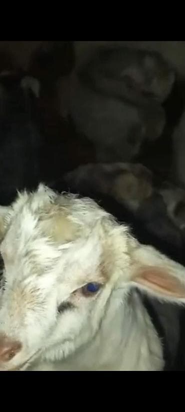 Зоотовары: 20 eded cepis 70 manatdan ünvan Qazax. əlaqə zəng və ya vatsap - — 1