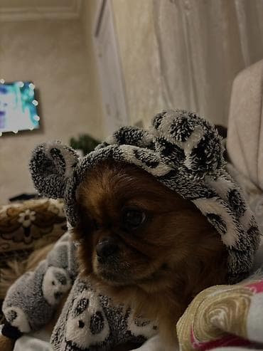 tap az it: Pekines, Erkek, Cütləşmə üçün — 1