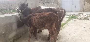 heyvanlar və balaları: 1 Ərkək 2 Dişi Dana Qiymetleri 600 manatdan 1000 manata kimi — 3