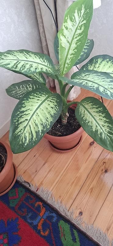 ev gulleri ve adlari: Dieffenbaxiya (Dieffenbachia) – iri, zolaqlı yarpaqları olan dekorativ — 5