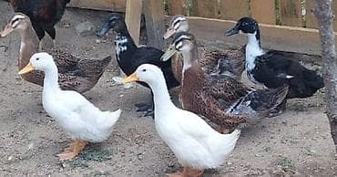 satdig quslar: Ördəklər – dekorativ və yumurta istiqamətli Təsvir: - Çeşidli rəng — 6