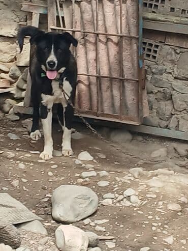 породистые собаки в добрые руки: Qara-ağ rəngdə, orta-böyük ölçülü it - Qalın, qısa tük örtüyü: əsasən — 2