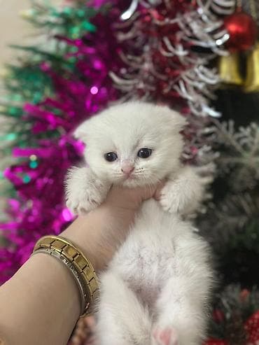 ev pisik: Şotland yastı qulaq — 6