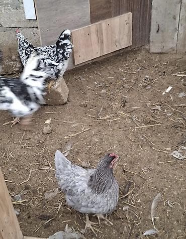 yumurta kaseti: Ev yumurtasi tebii otlayirlar yumurtalar iri mayaliqda 30 qepiye — 4