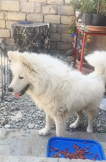 gəlincik heyvan: Samoyed, 8 ay, Erkek — 5