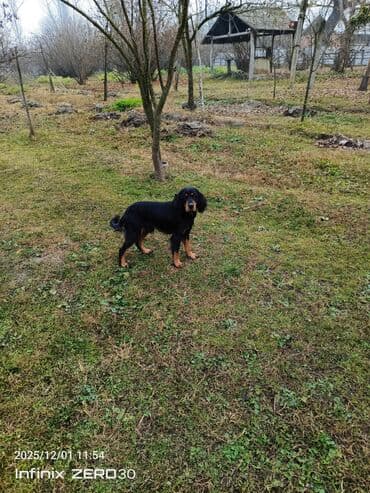 Кокер спаниель, 9 месяцев — 1