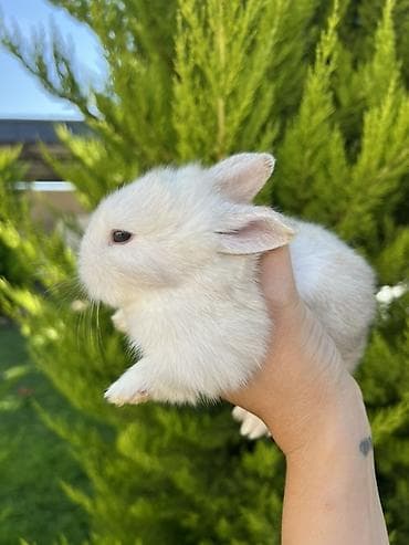dovsan: 🐰 1 aylıq Mini Holland Lop balalarımız yeni yuvalarını axtarır. 🤍 ✅ — 3