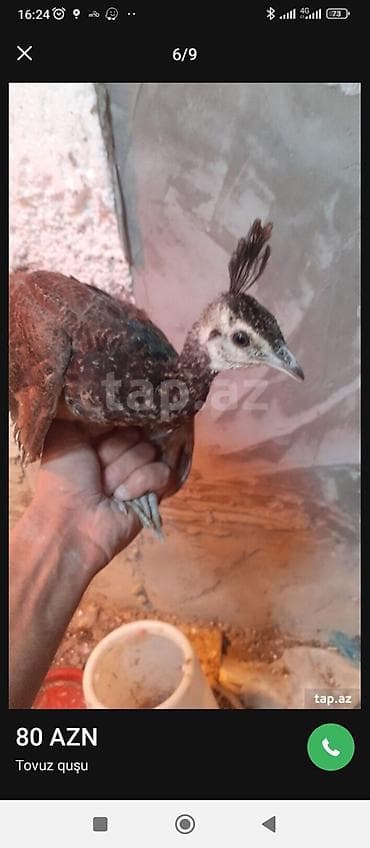it yemi: Tovuz quşu balası (paun cücəsi) - Növ: Tovuz quşu (peafowl) – gənc — 4