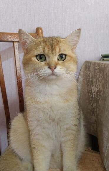 1 azn pişik: Qızıl şinşilla, Erkək, Cütləşmə üçün — 4