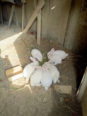 dovşan: Ağ albinos dovşanlar – qrup şəklində - Rəng: tam ağ, qırmızı gözlü — 2