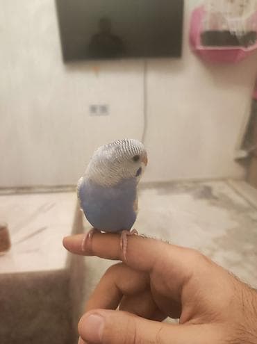 heyvanlar quşlar: 1 yaşlı erkək valnist satılır. 🐦 Çox mehriban, insanlara tam öyrəşmiş — 1