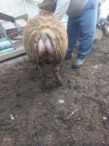 Гуси: Qoyun – yerli ət‑yağlı tip - Cins: yerli ətlik/yağlı quyruq tipli — 4