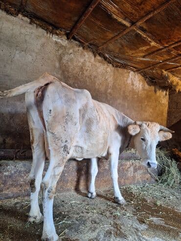 südlük inəklər: Ətdiydi 140 . 150 kq arası əti var 4 qarın doğub — 3
