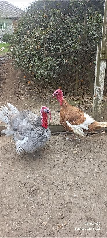 kurt hinduşka: Red Buorbun hinduşka cucələri satılır.Bu sort hinduşkalar,tez çəki — 7