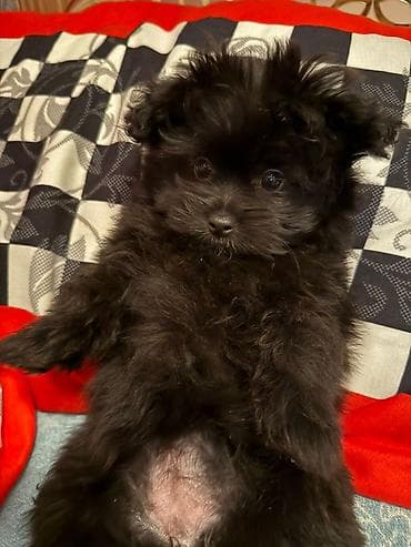 it üçün yem: Malta bolonka, 2 ay, Dişi — 1