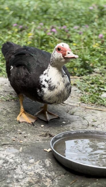 yarasa yuvası qiymeti: Muscovy ördəyi (indoutka) – qarışıq qara-ağ lələklər, qırmızı karnizli — 6
