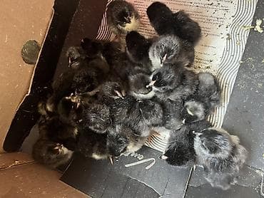 Toyuq cücələri, Damazlıq, Ünvandan götürmə