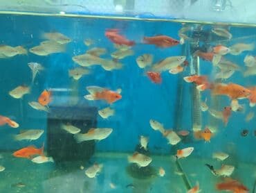 продажа аквариумных рыбок: Quppi, Sülhsevər, Ünvandan götürmə, Ödənişli çatdırılma — 6