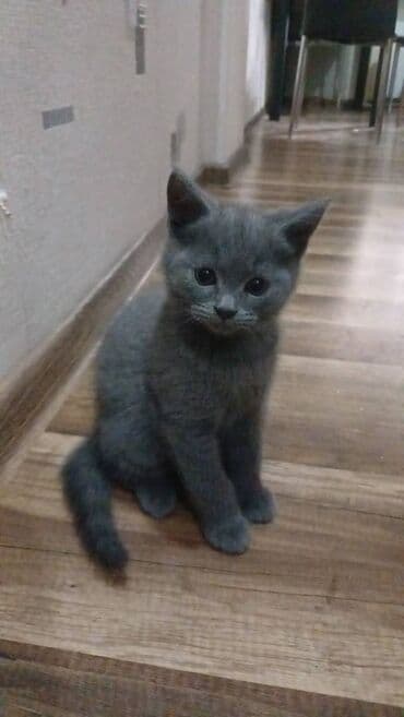 Şotland, Yaxşı əllərə lalafo.az -da Şotland, Yaxşı əllərə