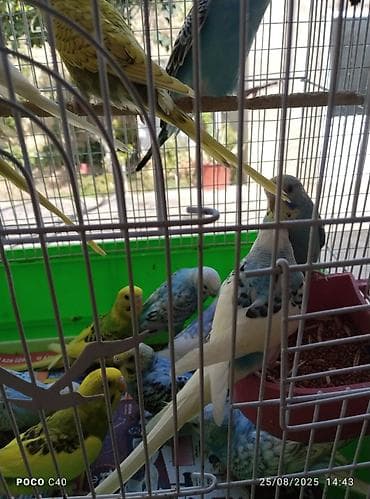 tutu guşu: Məhsul: Dalmatin və klassik rəng çeşidli dalğalı tutuquşular — 3