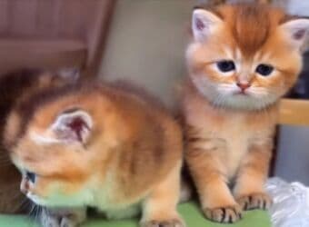 Britan, Dişi, Yaxşı əllərə, Ünvandan götürmə lalafo.az -da Britan, Dişi, Yaxşı əllərə, Ünvandan götürmə