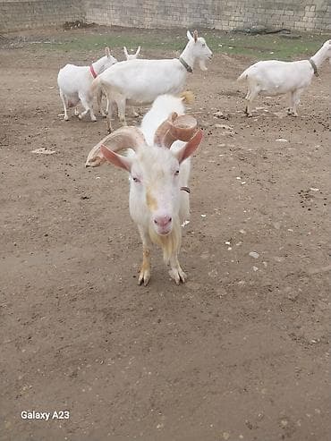 ağ siçan: Erkək keçi – ağ rəngli, iri buynuzlu - Növ: yerli keçi (erkək) - — 4