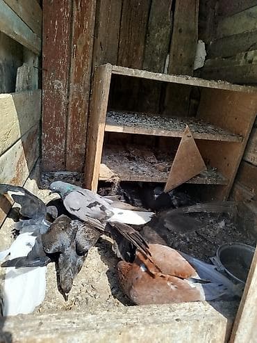 quşlar goyərcin: Məhsul: Ev göyərçinləri (qrup şəklində) Təsvir: - Şəkillərdəki — 7