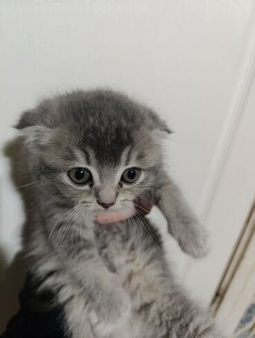 американский вислоухий кот: Шотладская вислоухая — 1