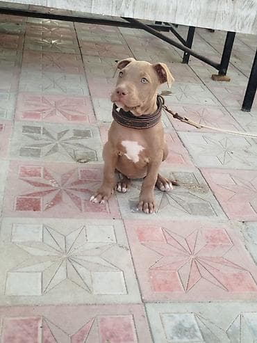 pulsuz it type 1: Pitbul, 2 ay, Dişi, Ünvandan götürmə — 1