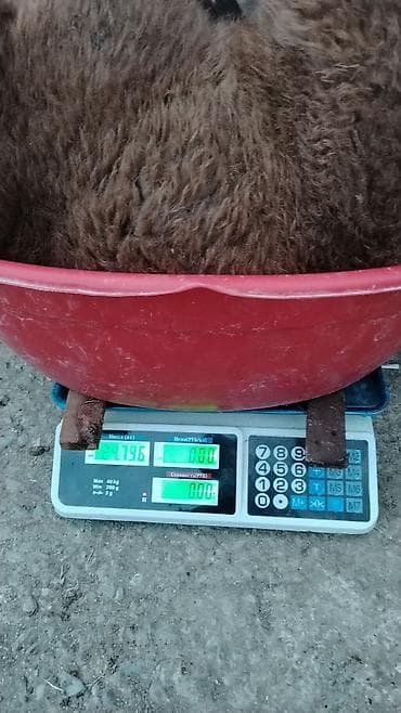 mal qoyun: Qoyunlar – yerli cins, qəhvəyi yunlu - Qrup şəkillərdə görünür: 3 baş — 3