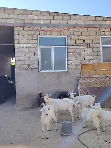 heyvan mal: Erkək, il: 1, 70 kq, Damazlıq, Pulsuz çatdırılma — 2